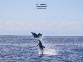 |11072020| The Sultan whale and "show off" dolphins Faial Azores