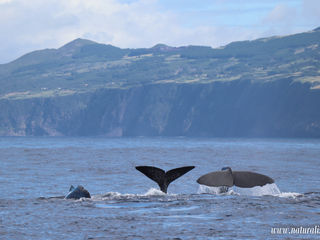 |10082020| Sperm whales close to home