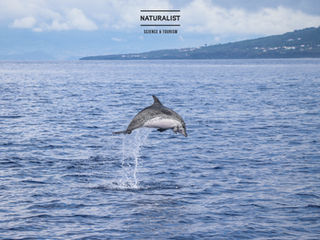 |05072020| Jumping spotted dolphins