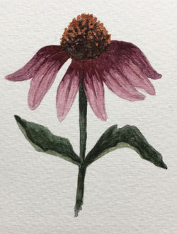Echinacea