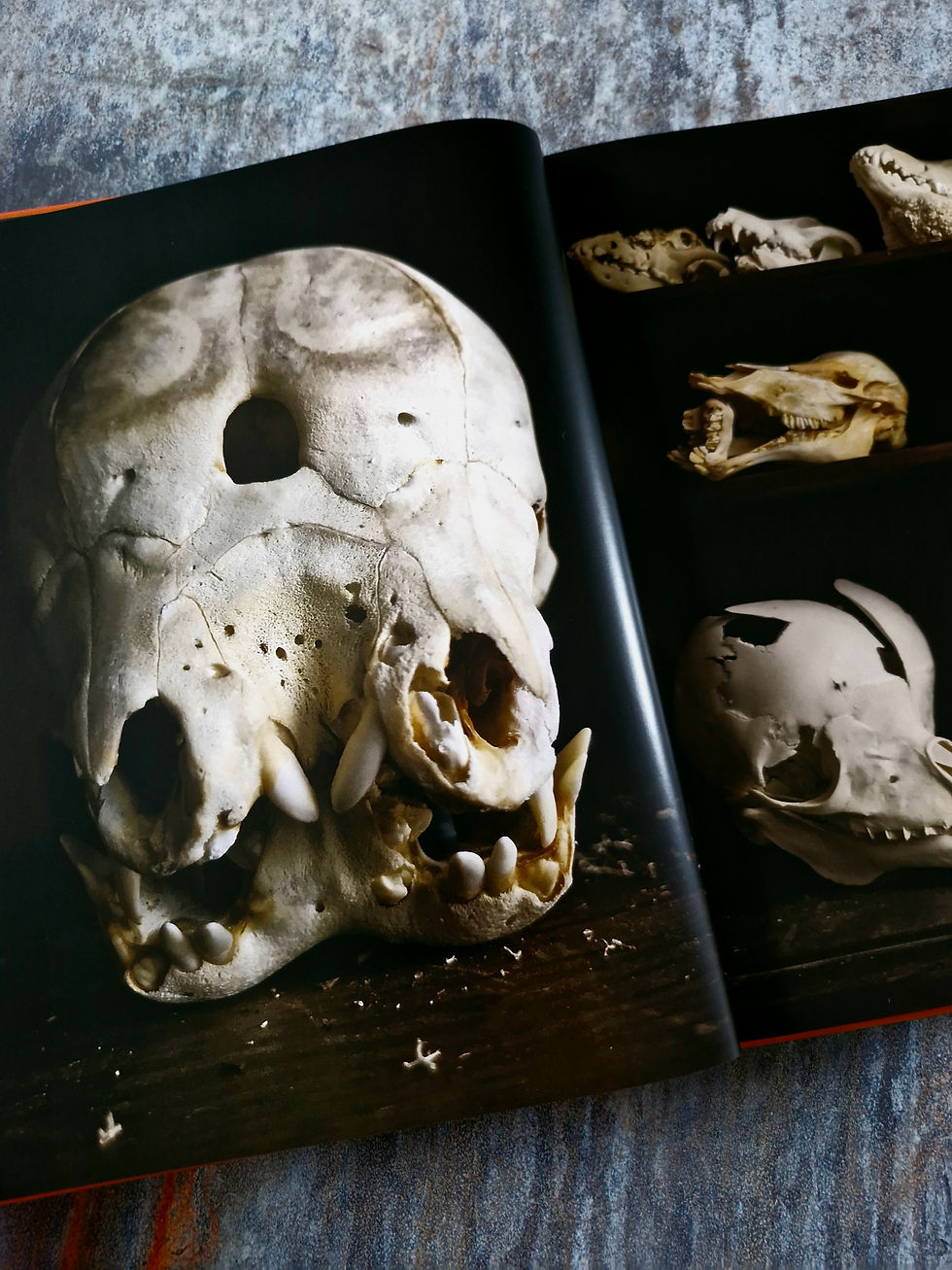 Thumbnail: THE SKULLHUNTER: Signed & Numbered Limited Edition