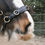 Thumbnail: ED 5 PRO Cavesson Bridle