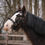Thumbnail: ED 5 PRO Cavesson Bridle
