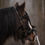 Thumbnail: ED 5 PRO Cavesson Bridle