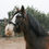 Thumbnail: ED 5 PRO Cavesson Bridle