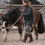 Thumbnail: ED 5 PRO Cavesson Bridle