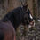 Thumbnail: ED 5 PRO Cavesson Bridle