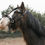 Thumbnail: ED 5 PRO Cavesson Bridle