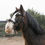 Thumbnail: ED 5 PRO Cavesson Bridle