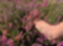 Pieds bruyeres 2.jpg