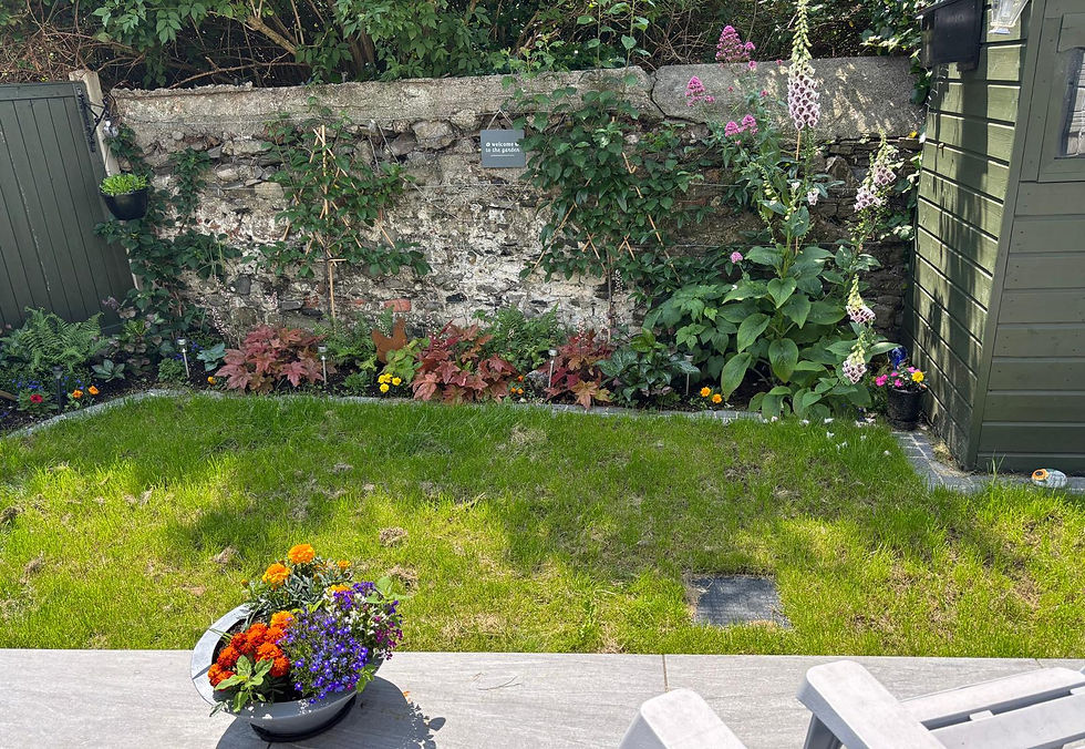 Garden in Clontarf - planted in December & photo taken in June.