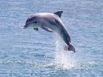 The Dolphin Strategy in This Time