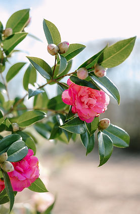 Feature Flordals-32.JPG