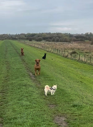 gun dogs sit and stay