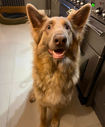 isabella German shepherd