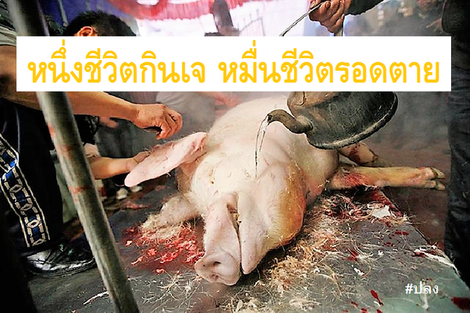 หนึ่งชีวิตกินเจ หมื่นชีวิตรอดตาย