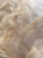 Dried white flower petal