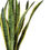Miniatura: Sansevieria