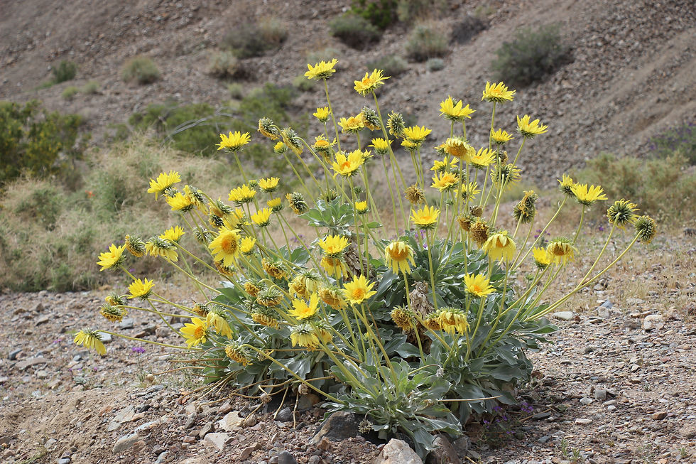 Death Valley Wildflowers