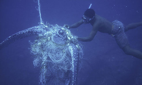 bycatch-impactsHI_111696.jpg