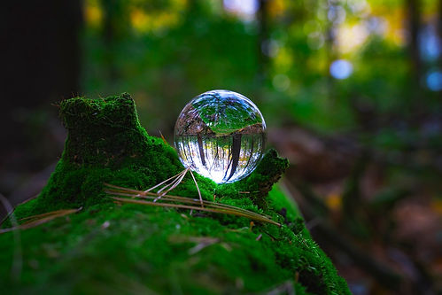 nature-6761843_1280.jpg
