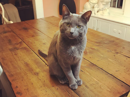 What is a Vintage CaT Tastrophe?