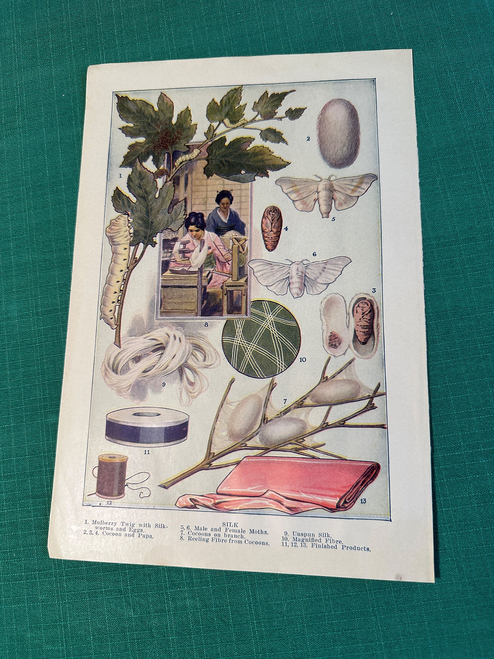 Thumbnail: Antique Print, Set of 5 book pages - Industrial Crops and Uses - Lithograph
