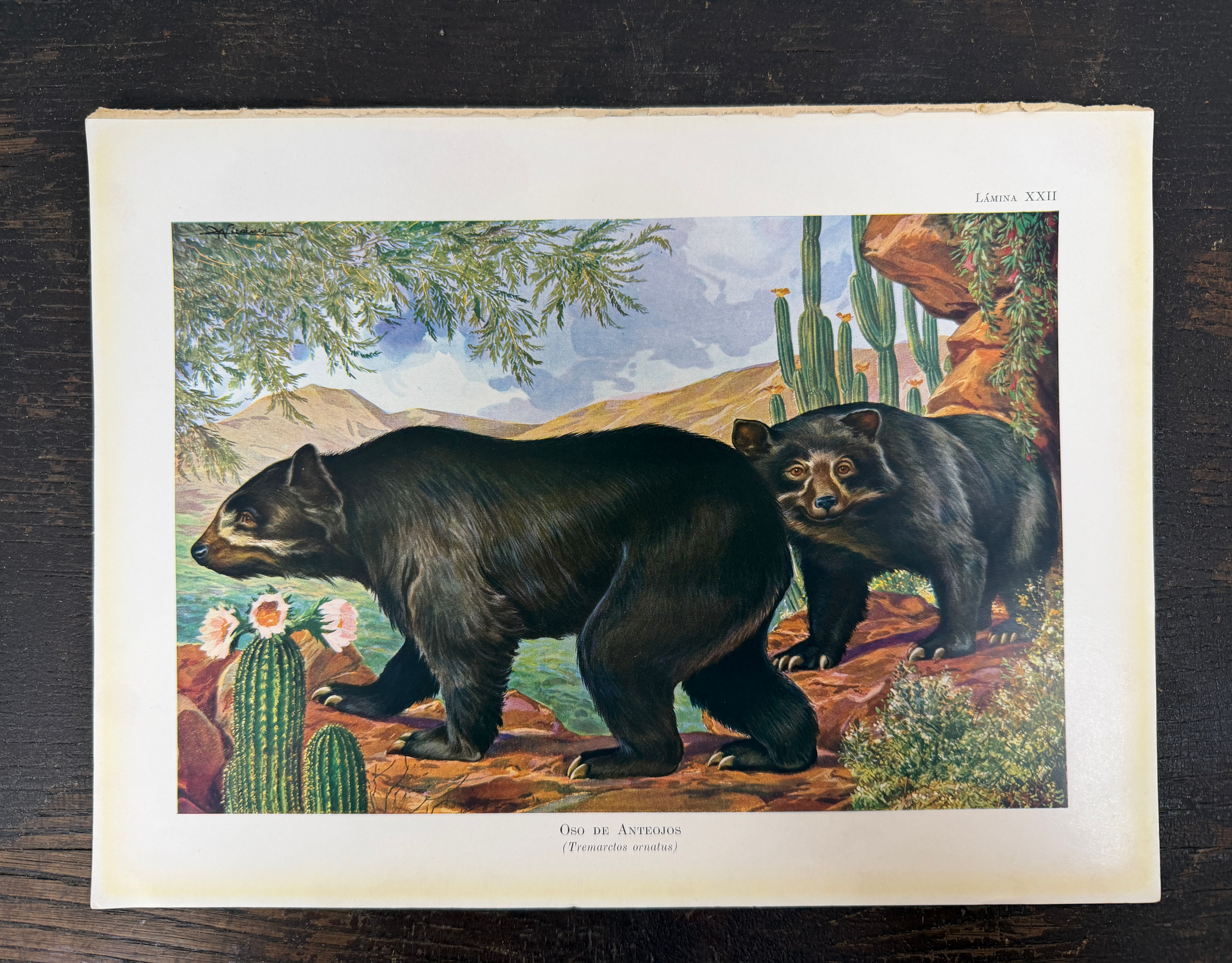 Vintage Spectacled Bear Print | Oso de Anteojos Natural History Art (AR-A829)