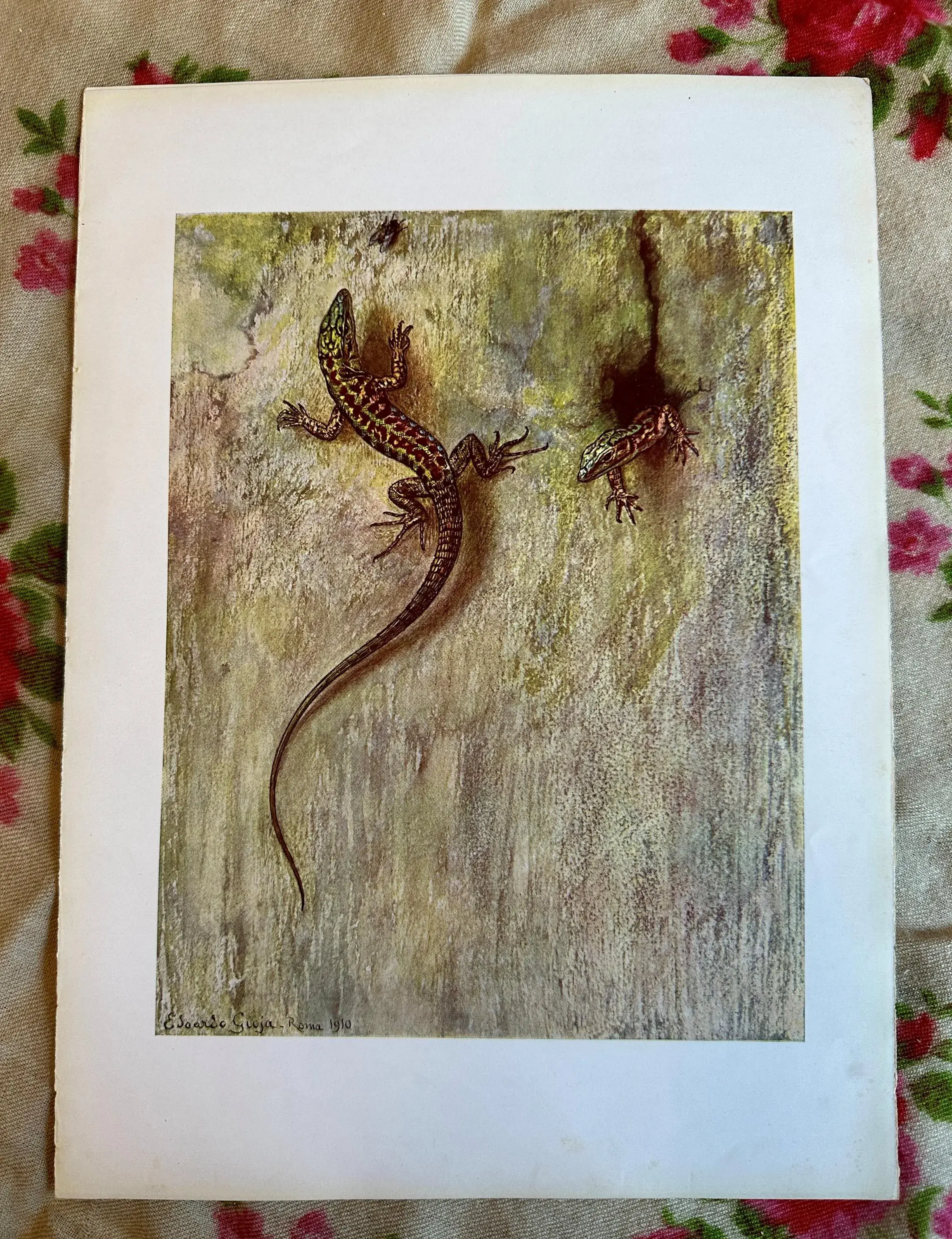 Vintage Print, The LIZARDS Art Print "le Lucertole" from the book A Voi Bimbi by