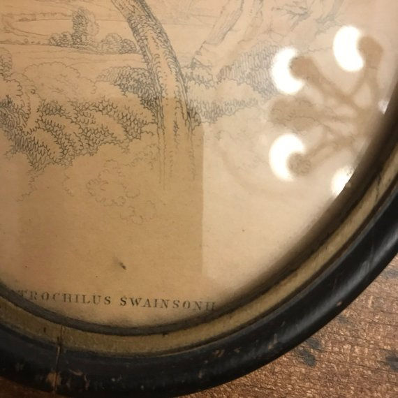 Thumbnail: Antique Hand Colored Bird Prints, Hummingbirds, Artist Sir William Jardine