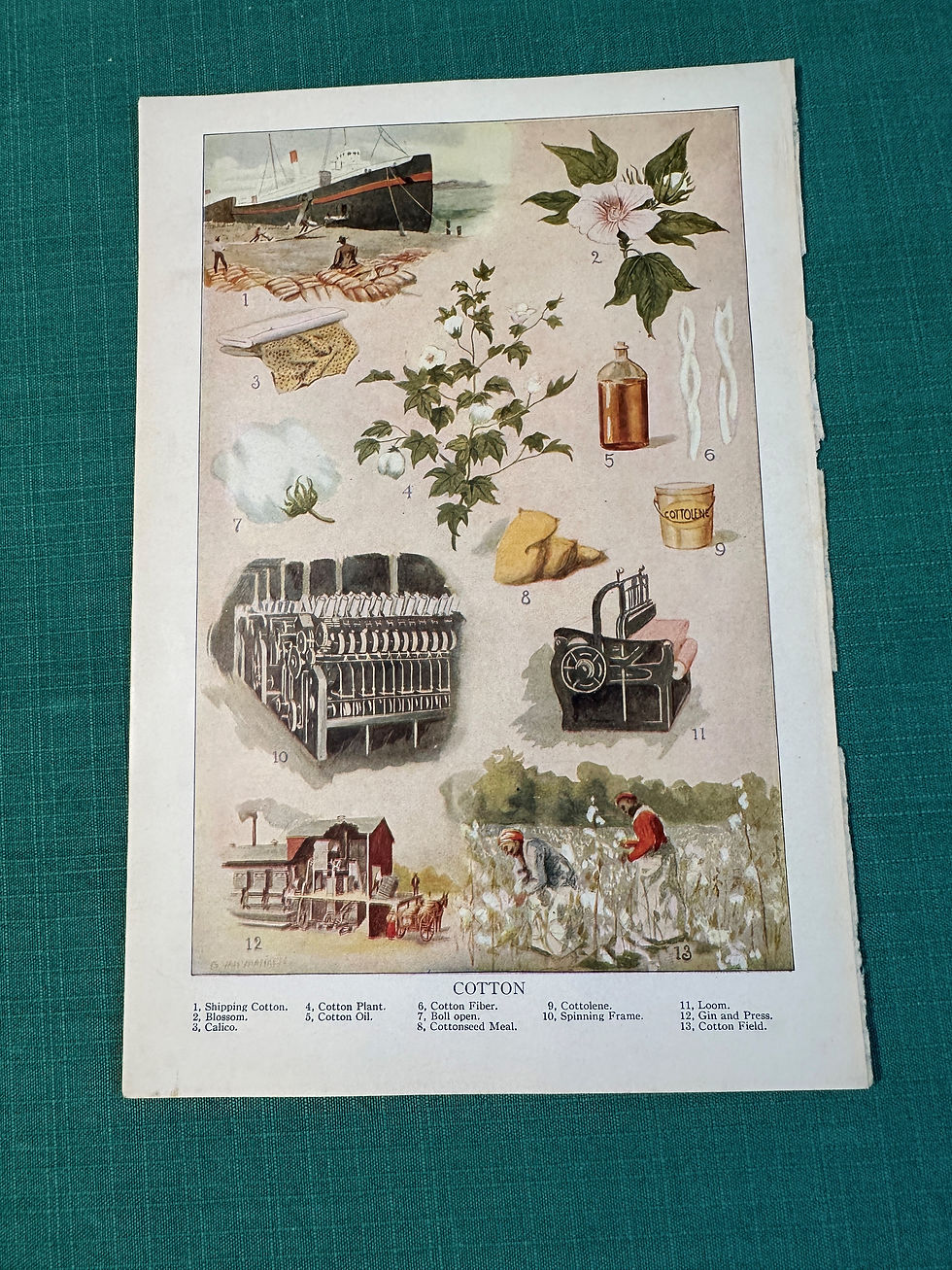 Thumbnail: Antique Print, Set of 5 book pages - Industrial Crops and Uses - Lithograph