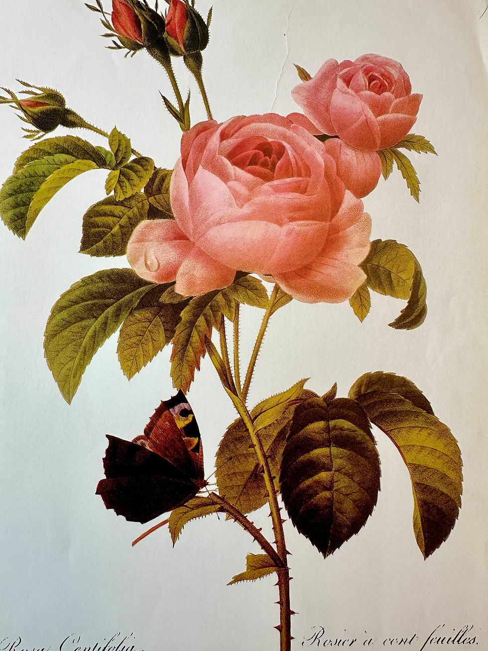 Thumbnail: Vintage Pink Rose Print, Rosa Centifolia, Pierre-Joseph Redouté, Classical Decor