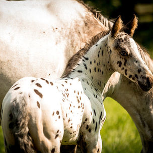 MURDER HOLLOW SONIC BOOM