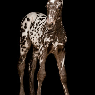 MURDER HOLLOW URBAN LEGEND