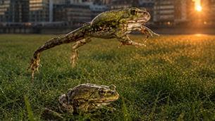 Frogs leaping over each other