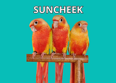 suncheek konur papaganı