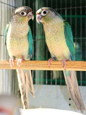 Turkuaz Yellow Sided Konur Papağanı