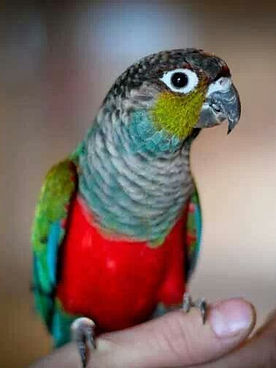 crimson konur papağanı