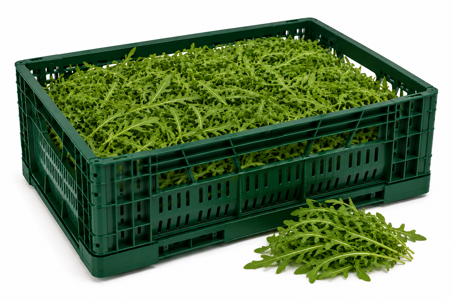 Rucola Kiste 