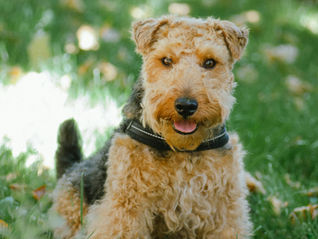 Een noodplan opstellen voor je epileptische hond