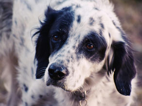 Brein en darm bij epilepsie