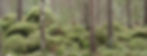 Bladmyra%20bakgrund%202_edited.jpg
