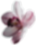 blüte_03-min.png
