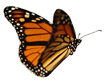 schmetterling.gif