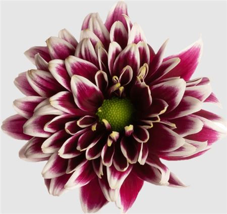 Chrysant Spray Daisy Amethest Dark Bicolour
