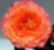 Garden Roses