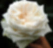White O'Hara