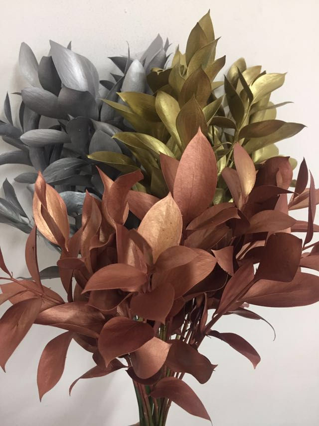 Painted Ruscus
