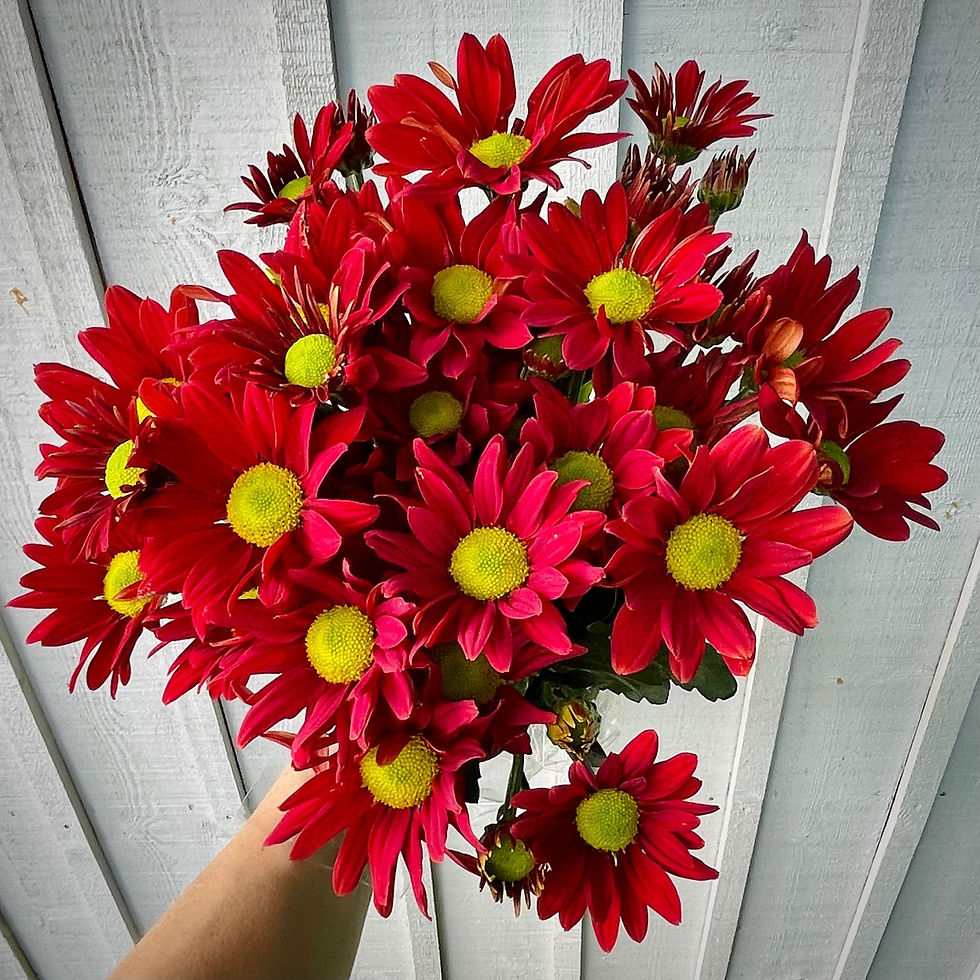 Alma Chrysanthemum