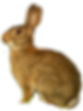 rabbit_edited.png